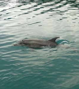 Delfin-schwimmen