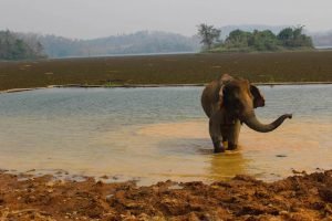 Elefanten Laos