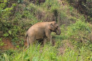 Elefanten Laos