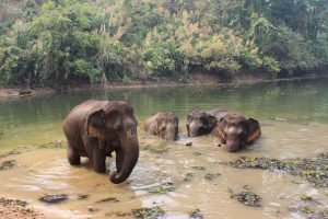 Elefanten in natürlicher Umgebung Laos