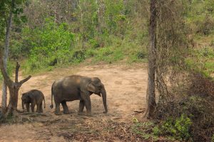 Elefanten in natürlicher Umgebung Laos