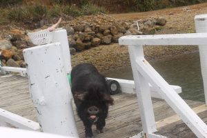 postboot-Marlborough-sounds