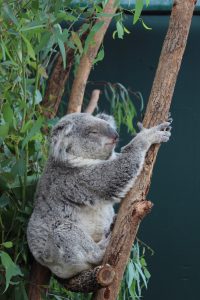 koala-australien