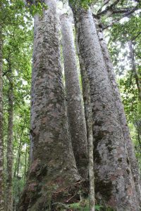 Waipoura-Forest