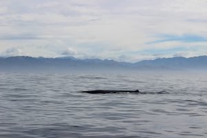 whale-watching-kaikoura