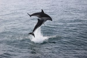 Dolphin Encounter Neuseeland